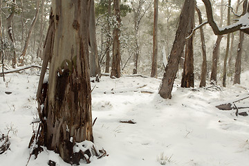 Image showing Australian bushland covered in layers of snow