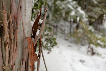 Image showing Gum tree bark in a snowy Australian landscape