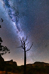 Image showing Starry night skies over Gardens of Stone and lone tree