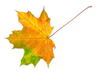 Image showing Leaf on white