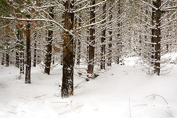 Image showing Snow covered plantation pine forest