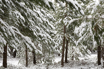 Image showing Beautiful pine trees covered in a thick snow near Oberon in winter