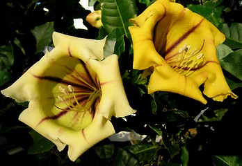 Image showing Solandra Maxima