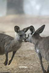 Image showing Kissing kangaroos