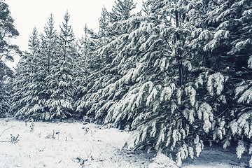 Image showing Forest of pine trees in snow