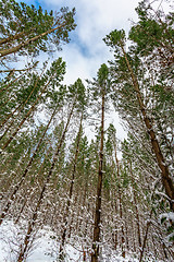 Image showing Looking up at a forest of tall pine trees covered in snow