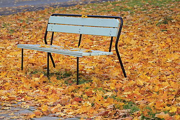 Image showing Fallen Leaves in the Park