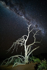 Image showing Starry night sky over gnarly dead tree in desert