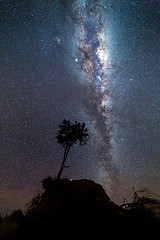 Image showing Lone tree bristling in the night breeze under a milky way sky