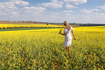 Image showing Woman among a field of canola plants flowering in spring sun