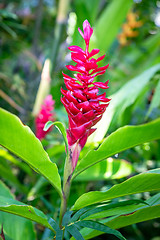 Image showing tropical red flower Bali Indonesia