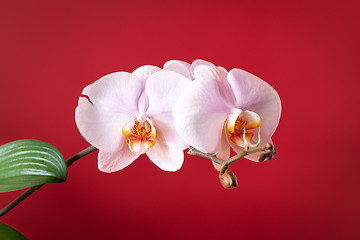 Image showing pink phalaenopsis orchid flower