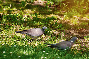 Image showing Wood Pigeons on Grass