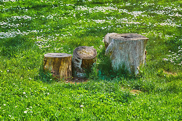 Image showing Tree Stumps in the Grass