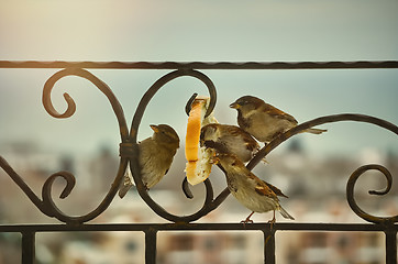 Image showing Sparrows Eating Bread