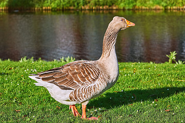 Image showing Grey Goose on the Grass