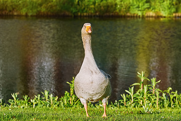 Image showing Grey Goose on the Grass