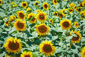 Image showing Sunflowers Field in Bulgaria