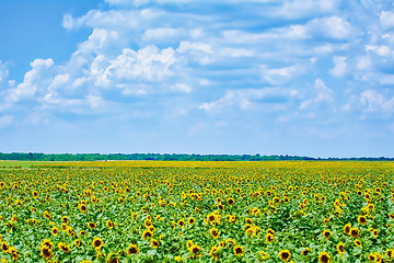 Image showing Sunflowers Field in Bulgaria