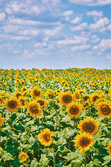 Image showing Sunflowers Field in Bulgaria