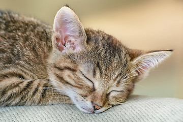 Image showing Portrait of Sleeping Kitten