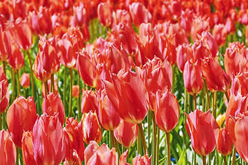 Image showing Red Tulips Background