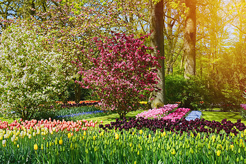 Image showing Spring in Netherlands