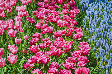 Image showing Flower Bed of Fringed Tulips