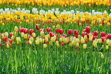 Image showing Flower Bed of Tulips