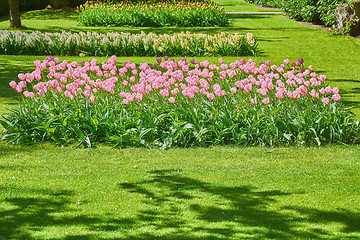 Image showing Flower Bed of Tulips