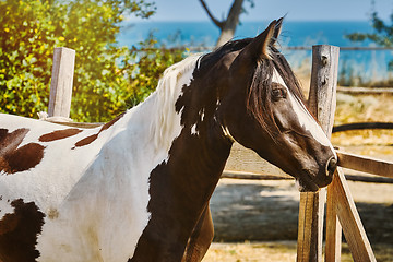 Image showing Portrait of Horse