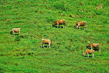 Image showing Cows on Pasture