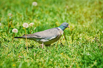 Image showing Common Wood Pigeon