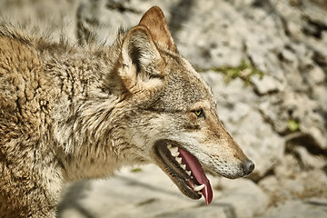 Image showing Portrait of Wolf