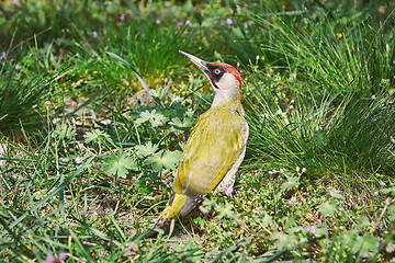 Image showing European Green Woodpecker