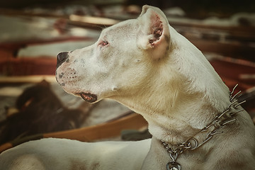 Image showing American Staffordshire Terrier