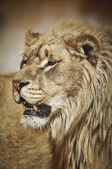 Image showing Portrait of Lion 