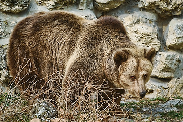 Image showing Brown Bear near the Wall