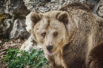 Image showing Portrait of Brown Bear