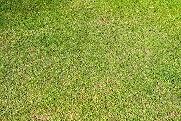 Image showing Grass Texture