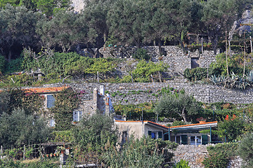 Image showing Terrace Gardens Liguria