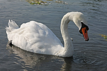 Image showing Swan