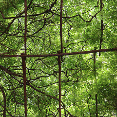 Image showing Green Vines Overhead