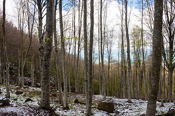 Image showing Woods in Amiata Mountain in spring season, Tuscany