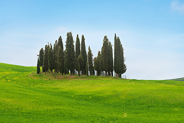 Image showing Beautiful spring minimalistic landscape with Italian Cypress in Tuscany