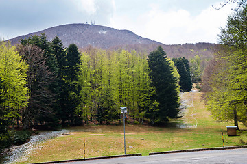 Image showing Trees in Amiata Mountain in spring season, Tuscany