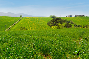 Image showing Beautiful spring froggy landscape in Tuscany