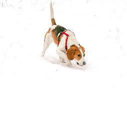 Image showing Happy hound dog are running outdoors in white snow