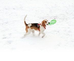 Image showing Happy hound dog are running outdoors in white snow