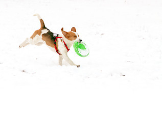 Image showing Happy hound dog are running outdoors in white snow